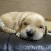 ゴールデンレトリバー【鹿児島県・男の子・2025年10月16日・ゴールド】の写真1「現体重1,0㎏」