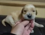 ゴールデンレトリバー【鹿児島県・男の子・2025年10月16日・ゴールド】の写真2