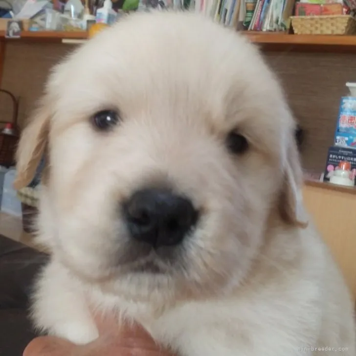 ID：2212-02050の子犬