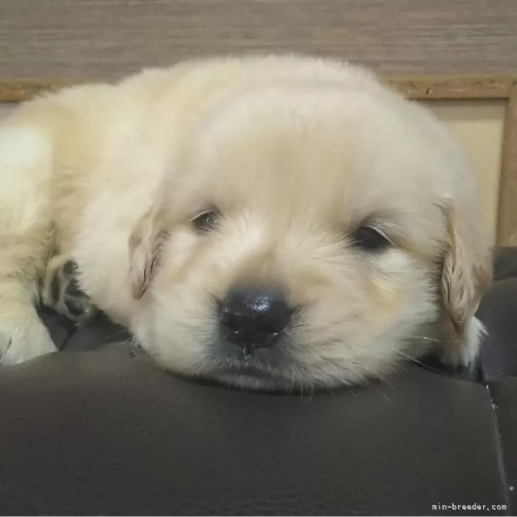 ID：2409-01917の子犬