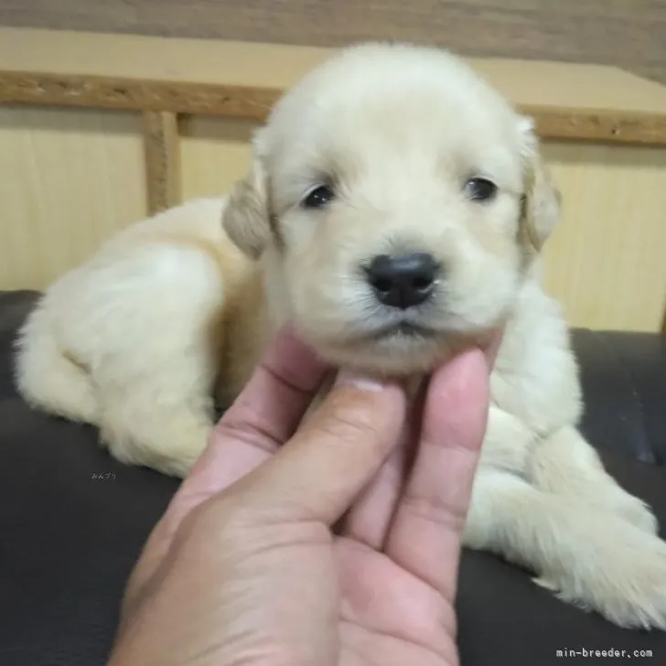 ID：2310-02294の子犬