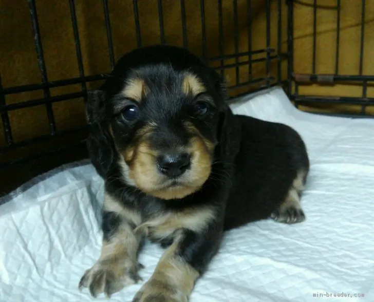 ID：1905-01059の子犬