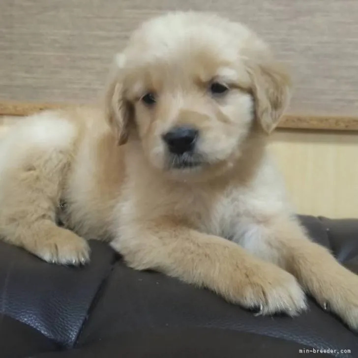 ID：2310-00529の子犬