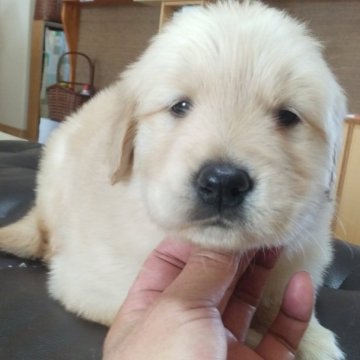 ゴールデンレトリバー【鹿児島県・女の子・2022年11月27日・ゴールド】の写真「両親PRA遺伝子検査クリア」