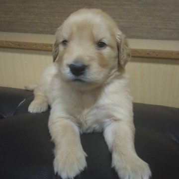 ゴールデンレトリバー【鹿児島県・女の子・2024年3月29日・ゴールド。】の写真「PRA遺伝子検査クリア」