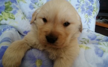 ゴールデンレトリバー【鹿児島県・女の子・2017年12月5日・ゴールド】の写真「クリーム色で、可愛いです。」