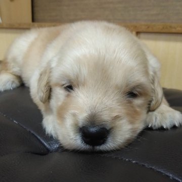 ゴールデンレトリバー【鹿児島県・女の子・2024年4月8日・ゴールド】の写真「PRA遺伝子検査クリア」