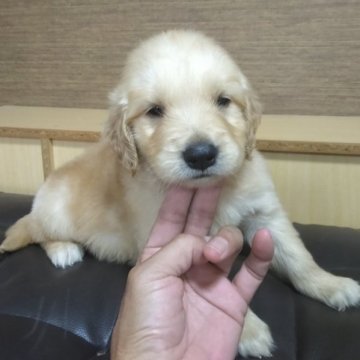 ゴールデンレトリバー【鹿児島県・男の子・2023年9月23日・ゴールド】の写真「両親PRA遺伝子検査クリア」