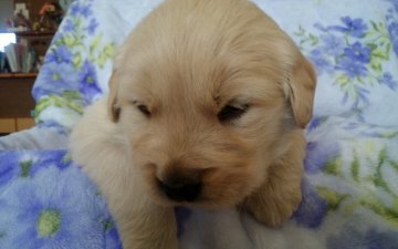 ゴールデンレトリバー【鹿児島県・女の子・2017年12月5日・ゴールド】の写真「クリーム色で、可愛いです。」