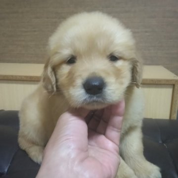 ゴールデンレトリバー【鹿児島県・女の子・2024年2月14日・ゴールド。】の写真「PRA遺伝子検査クリア」