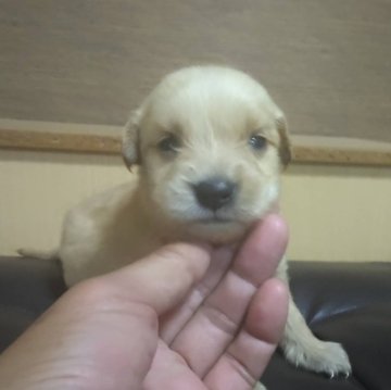 ゴールデンレトリバー【鹿児島県・女の子・2024年6月3日・ゴールド】の写真「PRA遺伝子検査クリア」