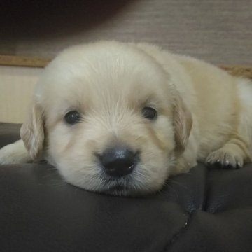 ゴールデンレトリバー【鹿児島県・女の子・2024年8月24日・ゴールド】の写真「問題無くスクスク成長中」