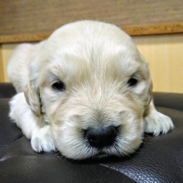 ゴールデンレトリバー【鹿児島県・男の子・2023年9月23日・ゴールド】の写真「両親PRA遺伝子検査クリア」