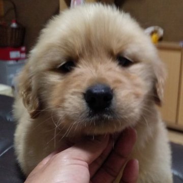 ゴールデンレトリバー【鹿児島県・男の子・2022年11月30日・ゴールド】の写真「両親PRA遺伝子検査クリア」