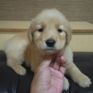 ゴールデンレトリバー【鹿児島県・女の子・2023年9月17日・ゴールド】の写真「両親PRA遺伝子検査クリア」