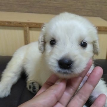 ゴールデンレトリバー【鹿児島県・男の子・2023年7月30日・ゴールド。】の写真「PRA遺伝子検査クリア」