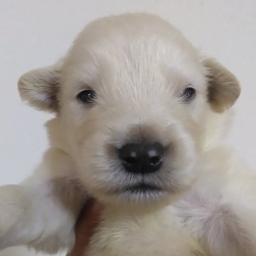 ゴールデンレトリバー【鹿児島県・男の子・2023年7月30日・ゴールド】の写真「PRA遺伝子検査クリア」