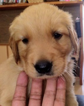 ゴールデンレトリバー【鹿児島県・男の子・2021年6月9日・ゴールド】の写真「優良血統　ゴールド」