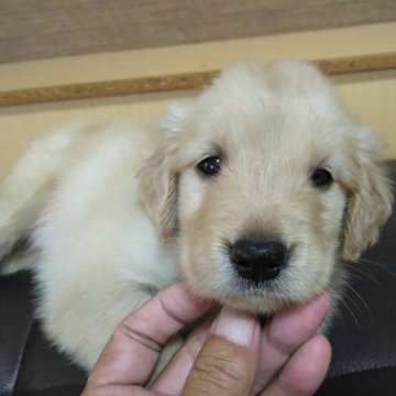 ゴールデンレトリバー【鹿児島県・女の子・2023年7月30日・ゴールド。】の写真「PRA遺伝子検査クリア」