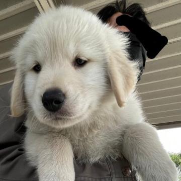 ゴールデンレトリバー【鹿児島県・男の子・2022年9月20日・ゴールド】の写真「両親PRA遺伝子検査クリア」