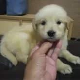 ゴールデンレトリバー【鹿児島県・女の子・2024年6月3日・ゴールド】の写真1「現体重1,6㎏」