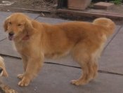 ゴールデンレトリバー【・女の子・2021年2月28日・ゴールド】「2025/05/11撮影」