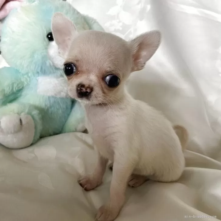 チロルチョコ 様のお迎えした子犬