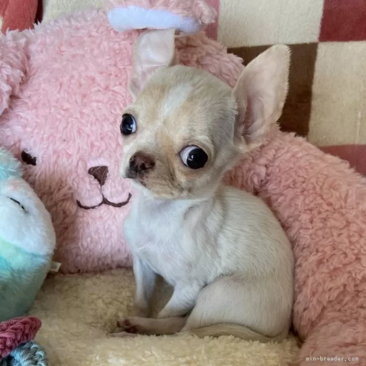 n. 様のお迎えした子犬