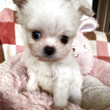 チワマル(マルチーズ×チワワ)【岡山県・男の子・2025年9月17日・ホワイト&クリーム】の写真「フワフワモコモコのイケメン君！」