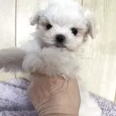 マルチーズ【岡山県・女の子・2026年1月22日・ホワイト】の写真1