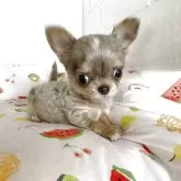 チワワ(ロング)