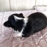 チワワ(ロング)【岡山県・女の子・2025年11月10日・ブラッククリームホワイト】の写真2