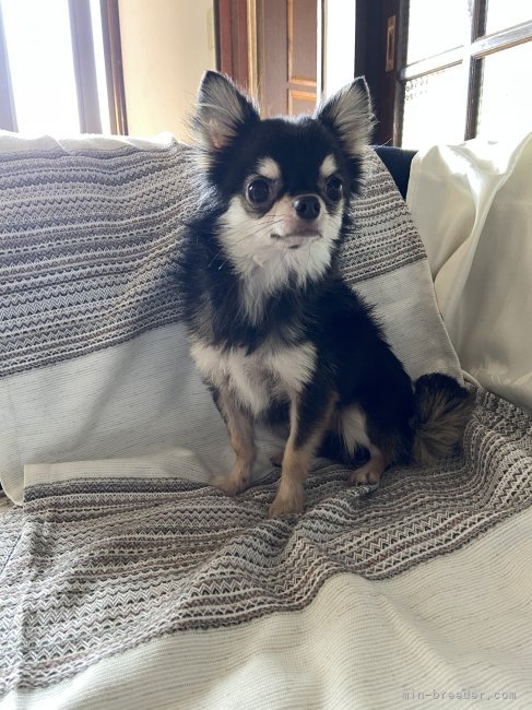 チワワ(ロング)【・男の子・2022年9月22日・ブラックタンホワイト】