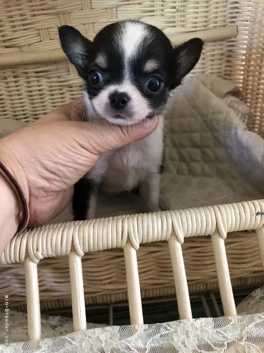 ID：1807-03034の子犬
