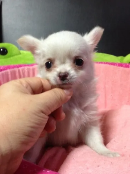 ID：1309-00009の子犬