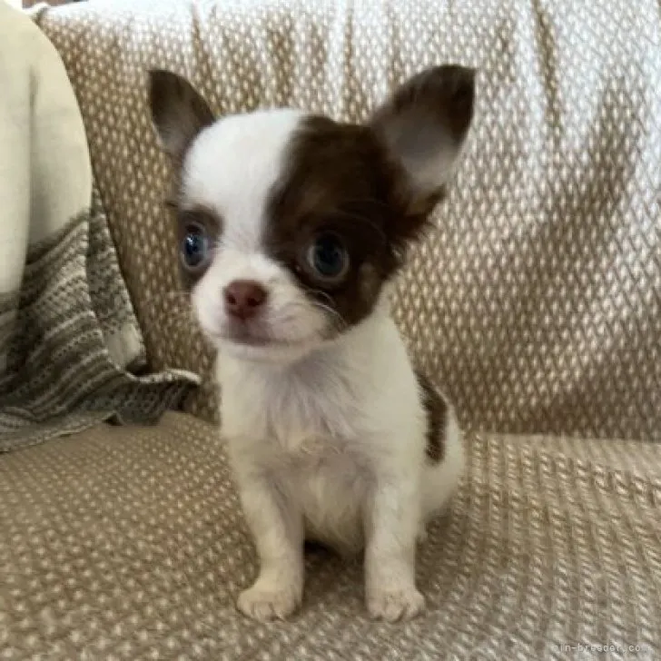 st 様のお迎えした子犬