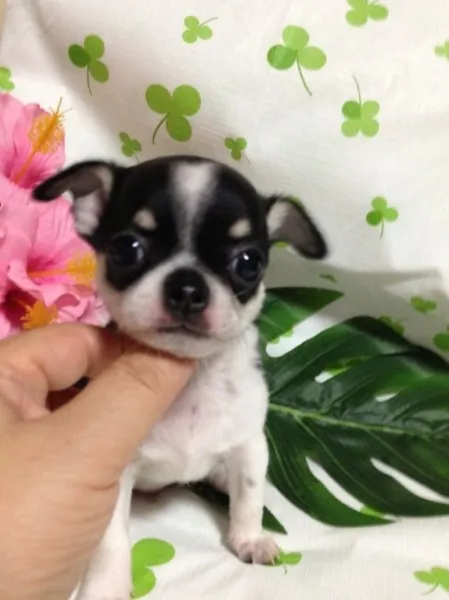 ID：1308-00499の子犬
