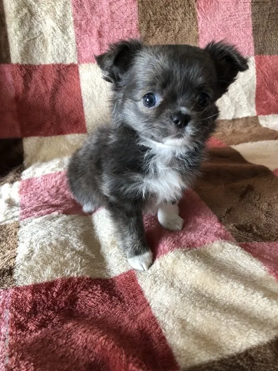ID：1803-00343の子犬