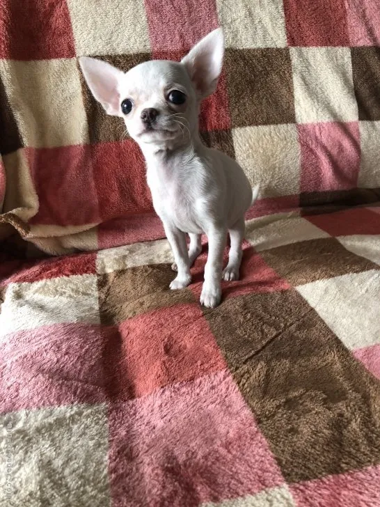 ID:1803-01178の子犬