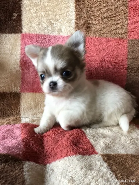 ID:1810-03202の子犬