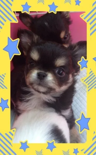 ID：1401-00590の子犬
