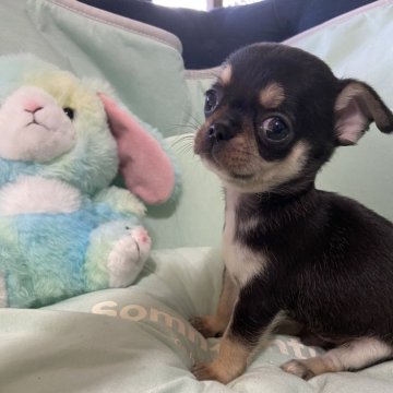 チワワ(スムース)【岡山県・男の子・2024年6月27日・ブラックタン】の写真「お鼻の短いスムース君」