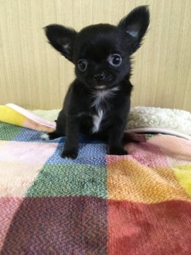 チワワ(ロング)【岡山県・女の子・2017年8月28日・ブラック&ホワイト】の写真「まるでクマちゃんのような可愛い女の子。」