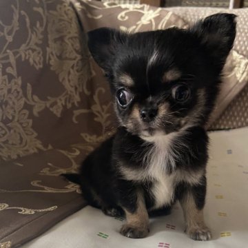 チワワ(ロング)【岡山県・男の子・2024年2月3日・ブラックタンホワイト】の写真「おめめクリクリのちびっ子ボーイ」