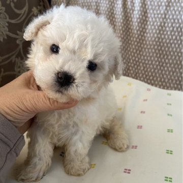 ミックス(トイプードル×ビションフリーゼ)【岡山県・女の子・2024年1月21日・クリーム】の写真「ふわふわのぬいぐるみ」