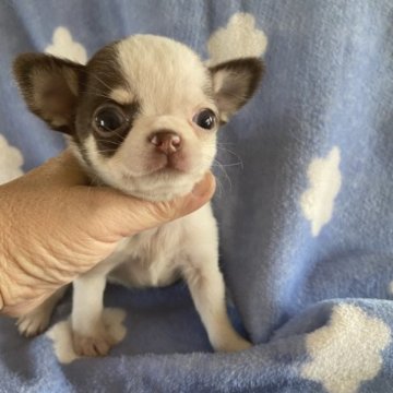 チワワ(スムース)【岡山県・女の子・2022年12月28日・チョコタン&ホワイト】の写真「クリンとした頭がとっても可愛い！」