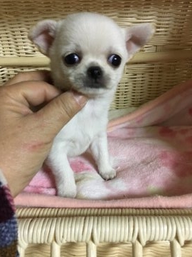 チワワ(ロング)【岡山県・男の子・2017年11月7日・クリーム】の写真「可愛いおめめの男の子。」