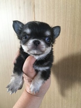 チワワ(ロング)【岡山県・男の子・2017年10月19日・ブラックタン&ホワイト】の写真「癒し系のポヨ〜ンとした男の子❣️」