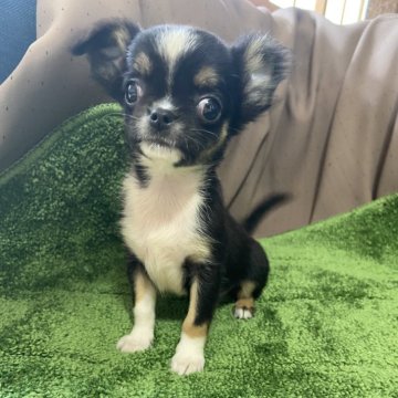 チワワ(ロング)【岡山県・男の子・2024年7月20日・ブラックタンホワイト】の写真「くりくりおめめがチャームポイント。」