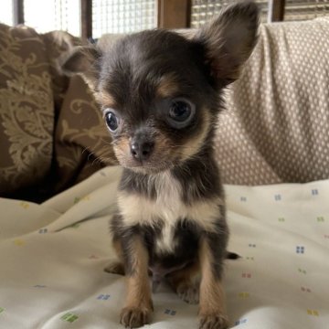 チワワ(ロング)【岡山県・男の子・2024年4月5日・ブルータン】の写真「小ぶりで可愛い男の子」